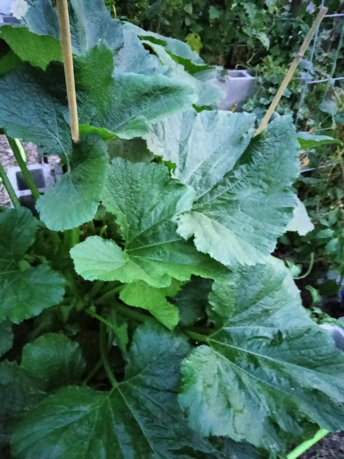 Zucchini 8/31/23