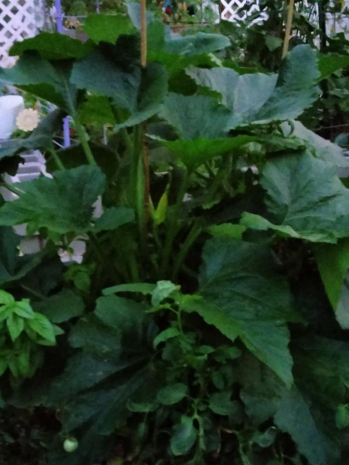 Zucchini 8/31/23