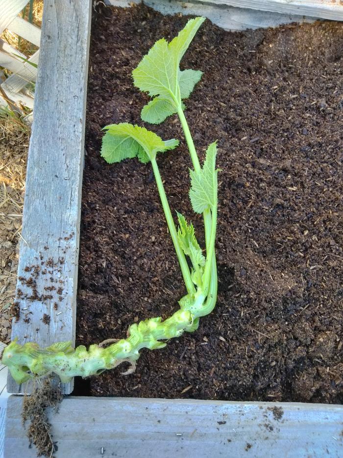 Baby zucchini 7/29/23