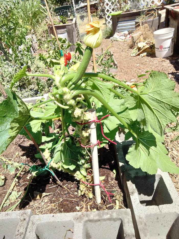 Pruned zucchini 7/29/23