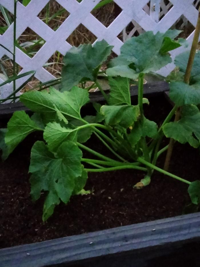 Baby zucchini 8/31/24