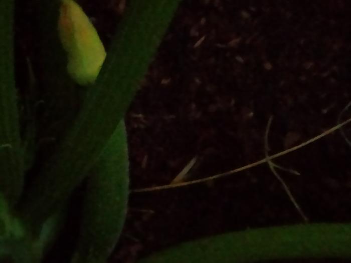Baby zucchinis baby 8/31/23