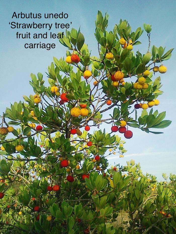 [Thumbnail for IMG_3199.jpeg]