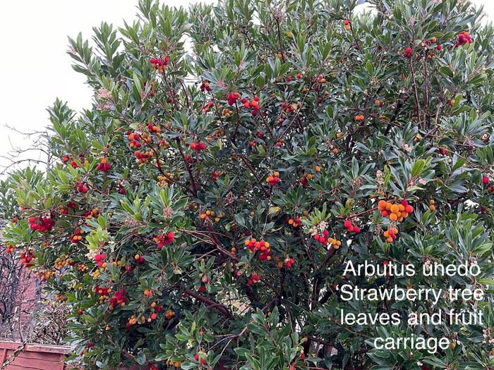 [Thumbnail for IMG_3204.jpeg]