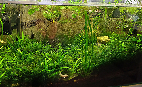 the aquarium 