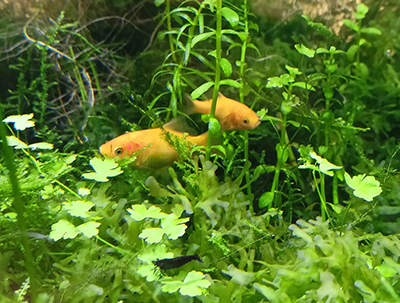 fish and shrimp