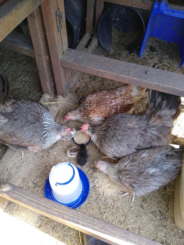 Shows the roosting space in the A-frame - one smaller than the other but both are dual purpose bracing and roosting