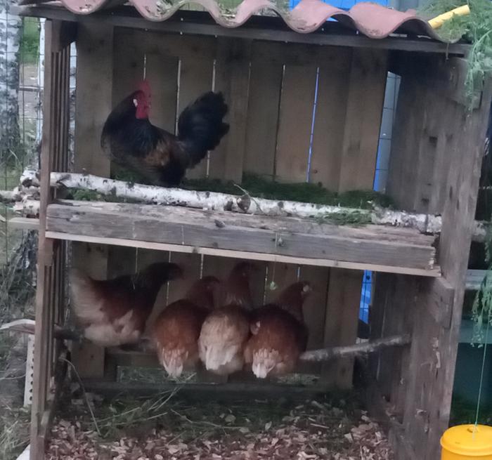 Penthouse for him...