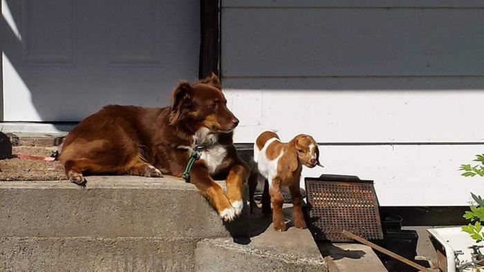 farm dog on the steps with goat kid