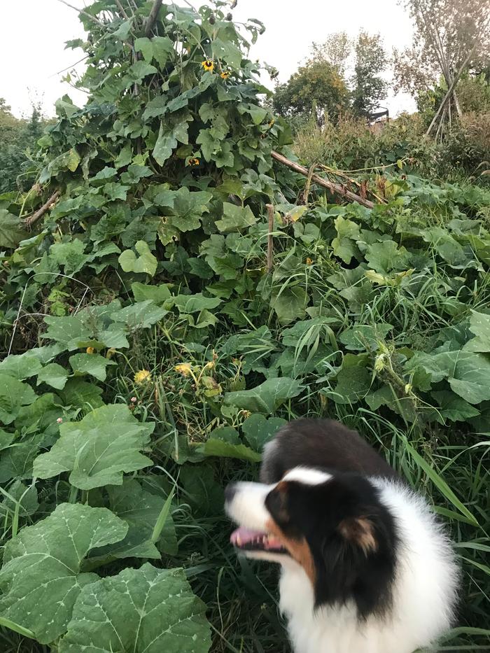 happy dog in the garden