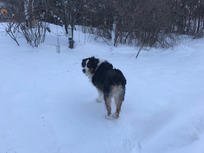 dog in the snow ready for a walk