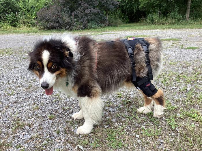 dog in leg brace