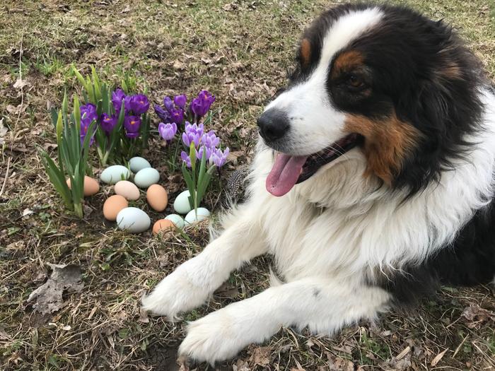 crocuses and happy dog guarding eggs