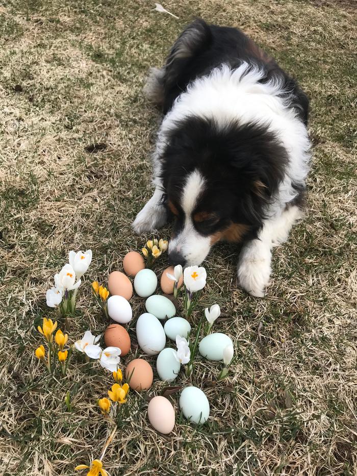 crocuses and happy dog guarding eggs