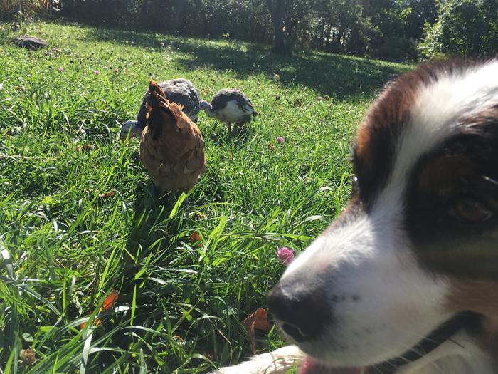 good dog guarding the poultry