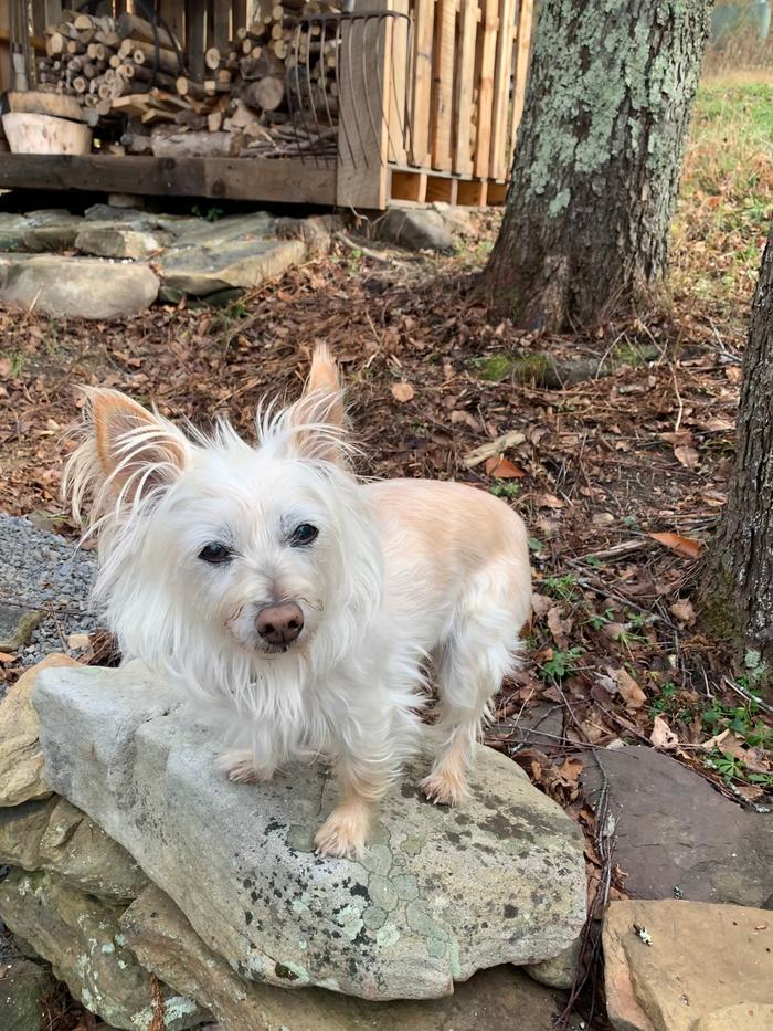 sweet dog on a pile of rocks