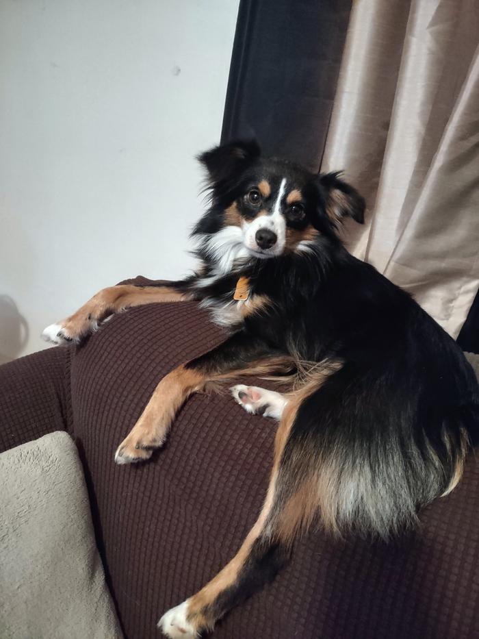 adorable mini Aussie