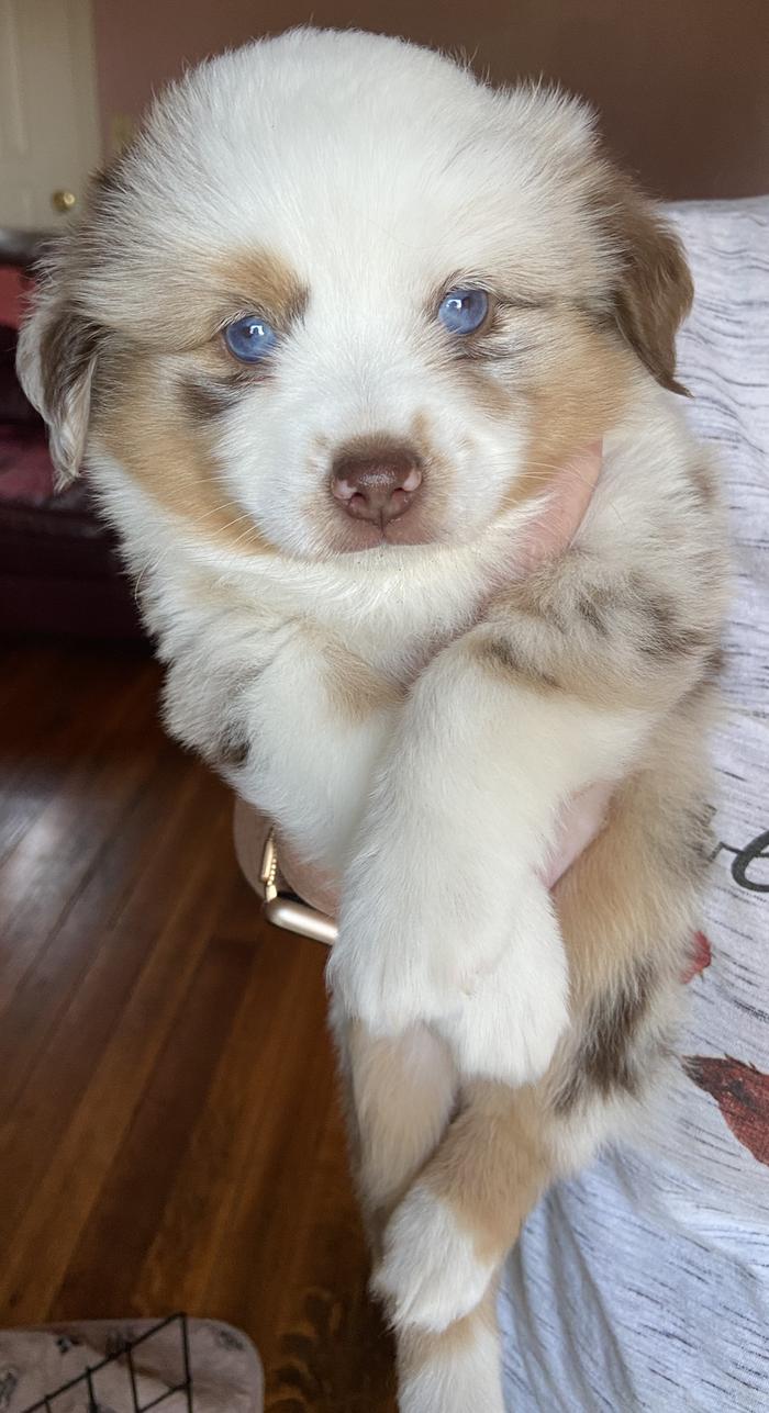 blue-eyed mini Aussie puppy