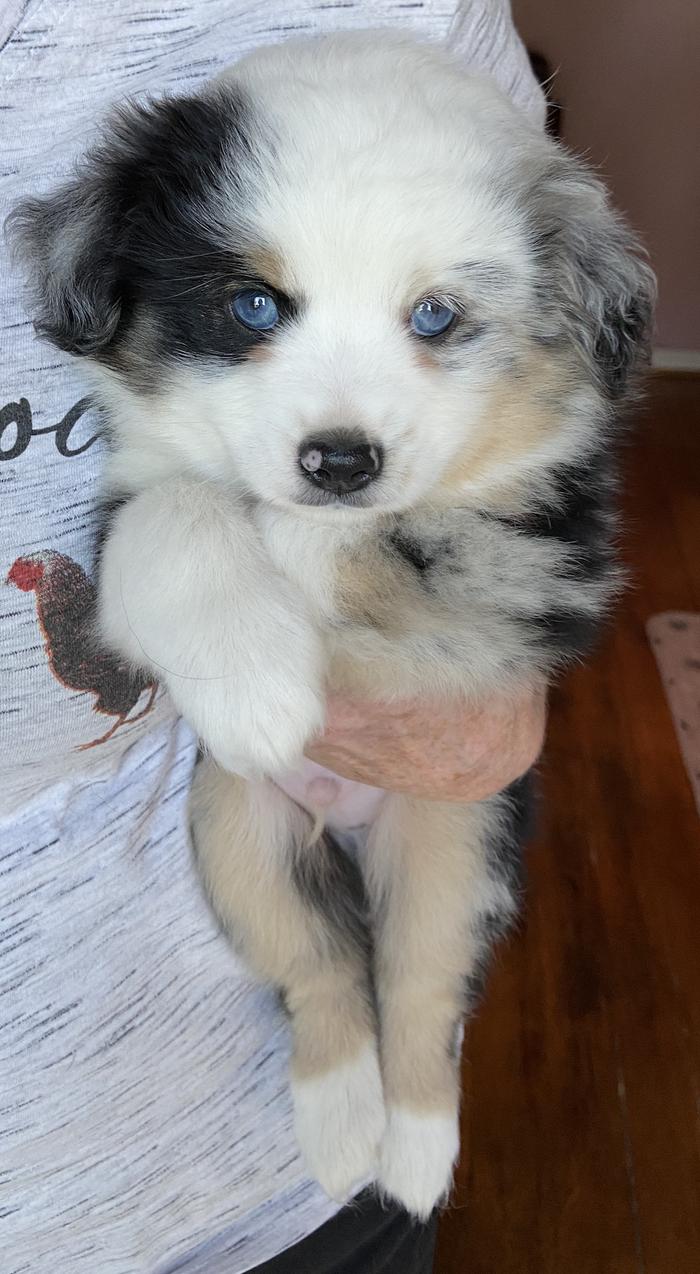 blue-eyed mini Aussie puppy