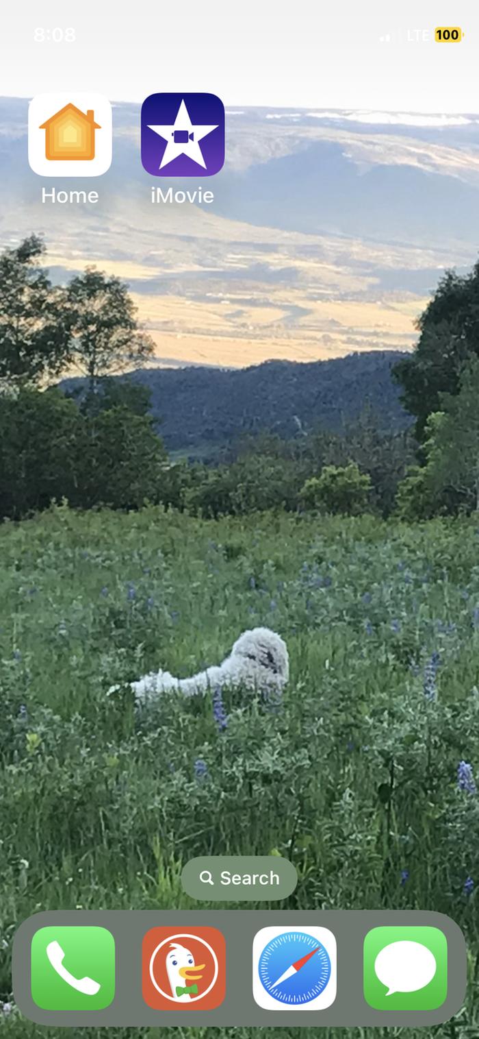 screenshot of dog in field