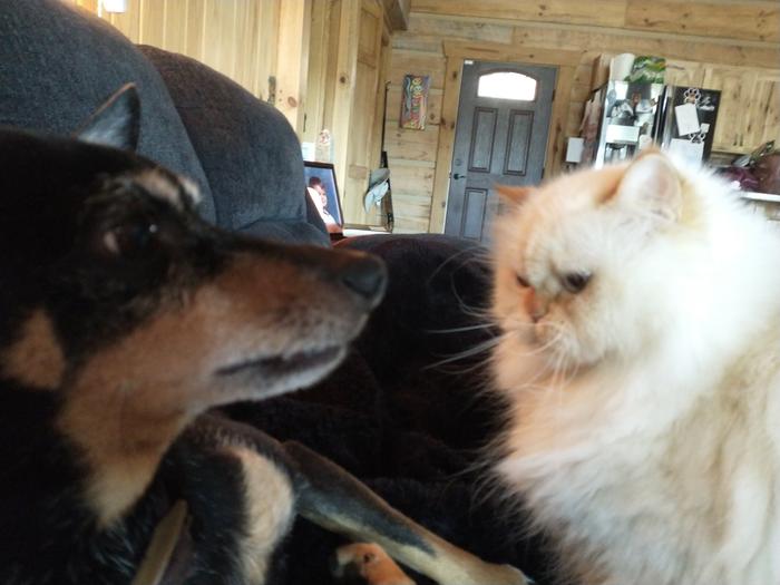 Cabin pets