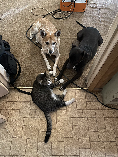 [Thumbnail for animals.jpg]