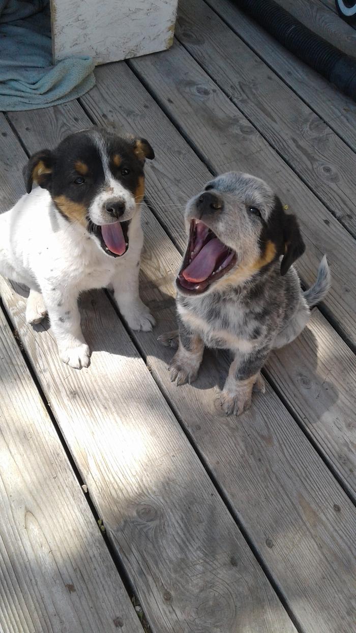 As pups in 2017.