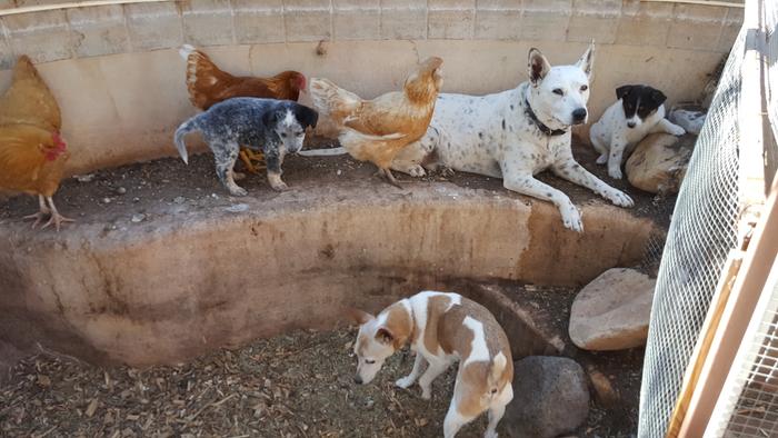 Hangin' out in the hen house.