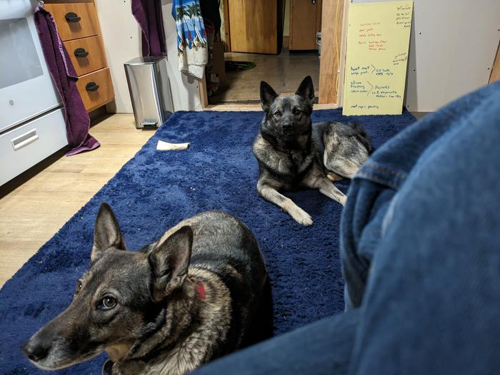 Norwegian elkhound dogs