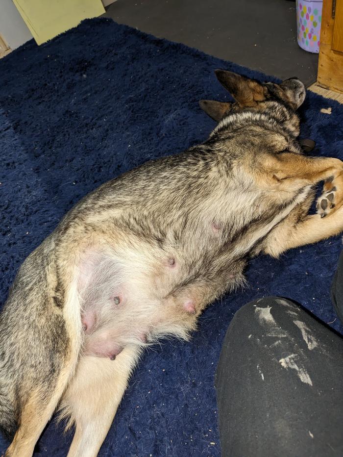 pregnant dog belly