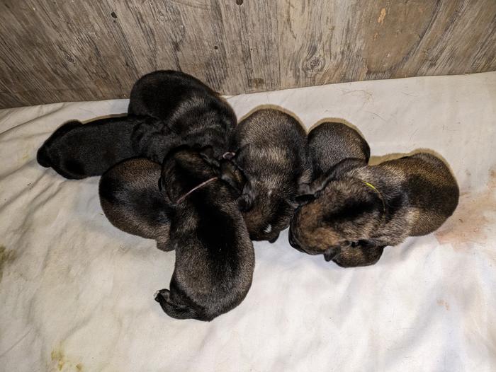 7 tiny puppies