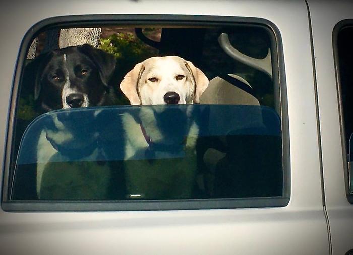 doggos