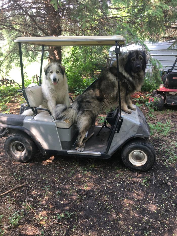 [Thumbnail for DogsInCart.JPG]