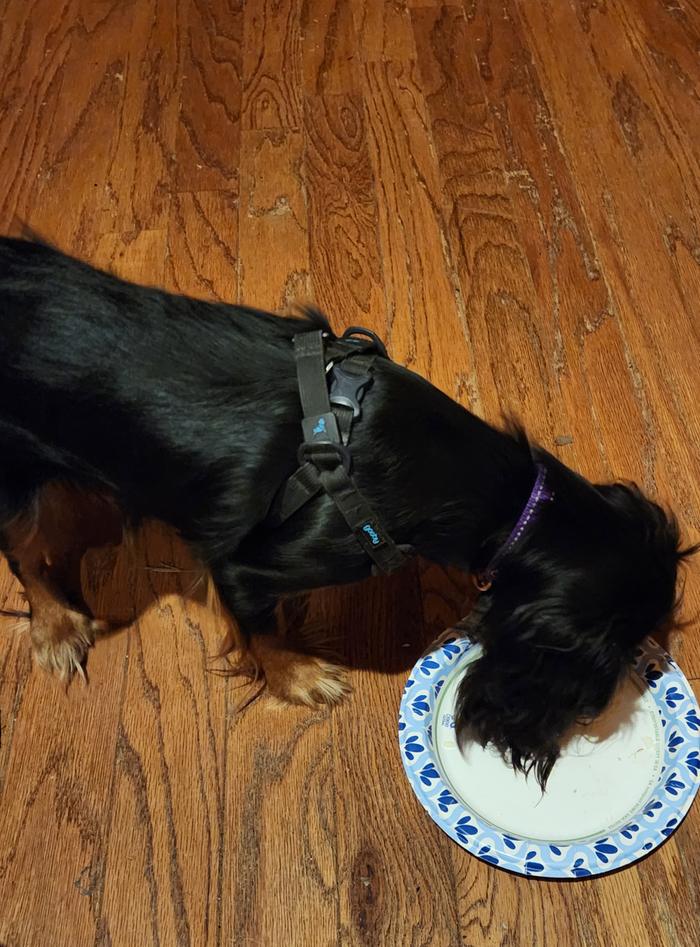 Vixin scarfing down her tiny cake