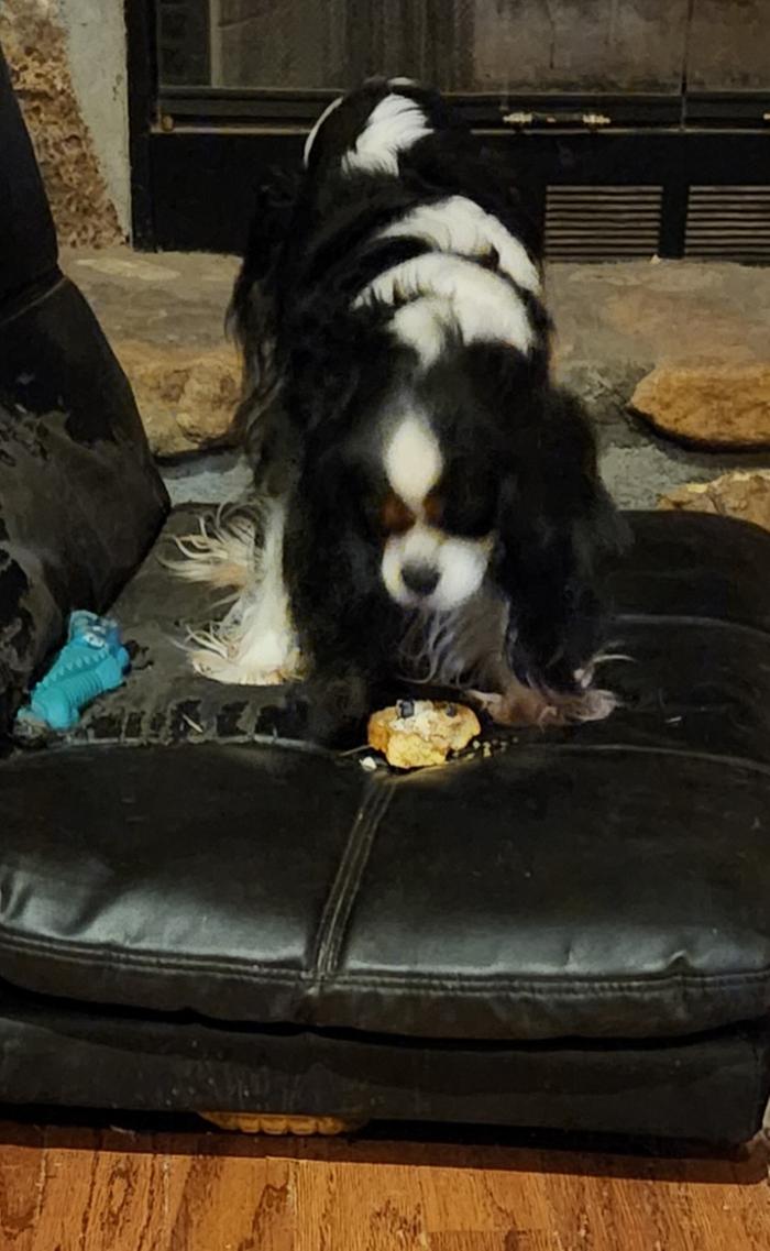 Charlie daintily munching her tiny cake