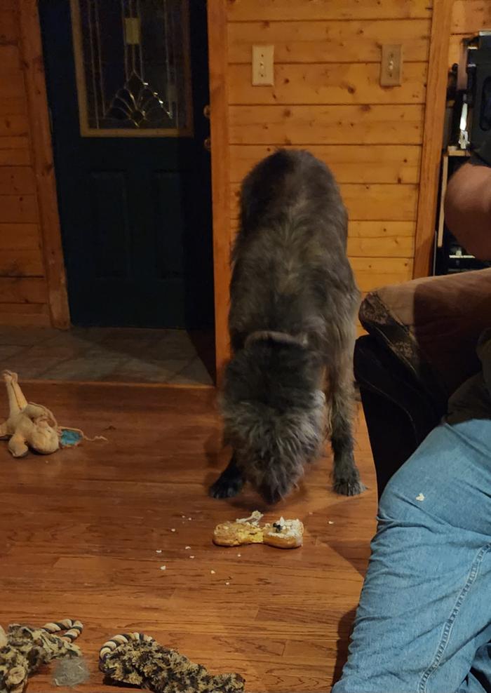 Bailey chowing on her cake, that she ripped out of daddy's hands and ran off with