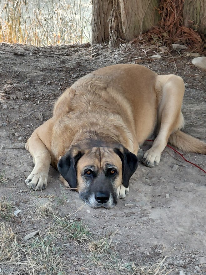 Molly 3/4 mastiff & 1/4 Great Pyrenees 