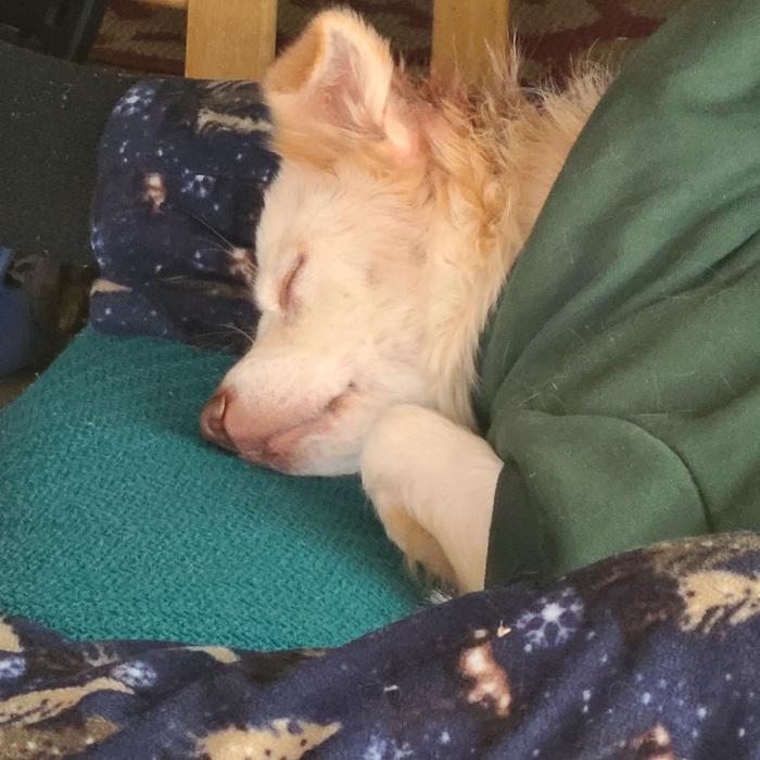 Punky our first winter in the mid Atlantic region 