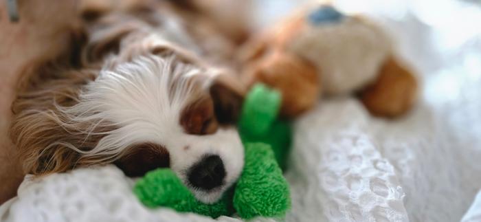 Snuggling his toys