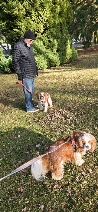 Walking with his Cavalier friend Oscar