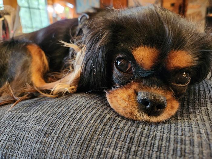 Lil' Miss Vixin, aka Moonbug, aka Empress Nuntoobright, aka Crazy-wad, aka Sugar-Baby, who will be 2 in October, laying on the cushion that was on my lap...