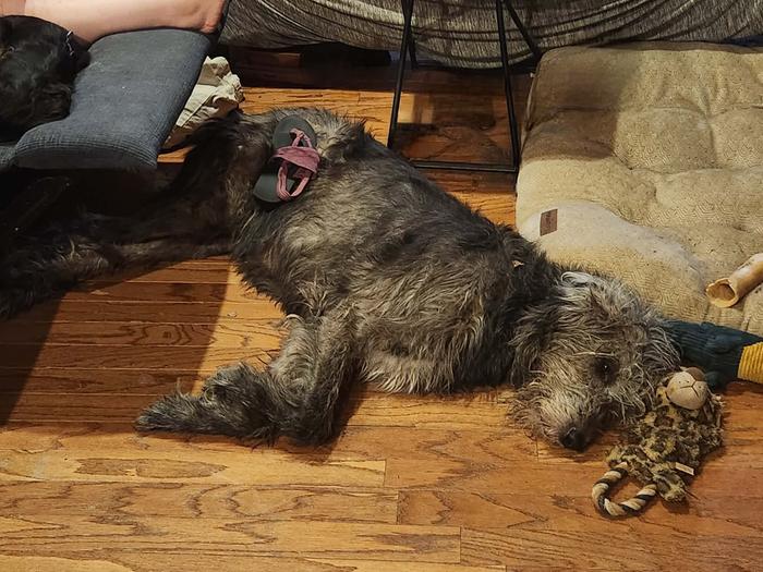 Bailey, aka Boop, aka Boopsalot, aka Mega-Muppet, aka Monkey, who will be 7 in September, doesn't mind holding the shoe I accidentally dropped on her, because she somehow snuck there after I put my footrest up, lol...