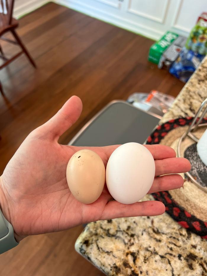 One of my eggs compared to a store bought egg 