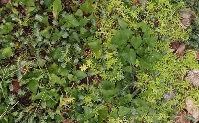 Sedum ground cover. Used to have 5 types but blue spruce and gold moss are most vigorous 