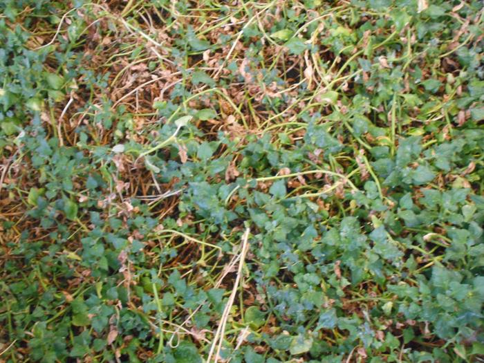 Wide angle of ground coverage with small leaves because lower sun angle and earlier harvests of vines