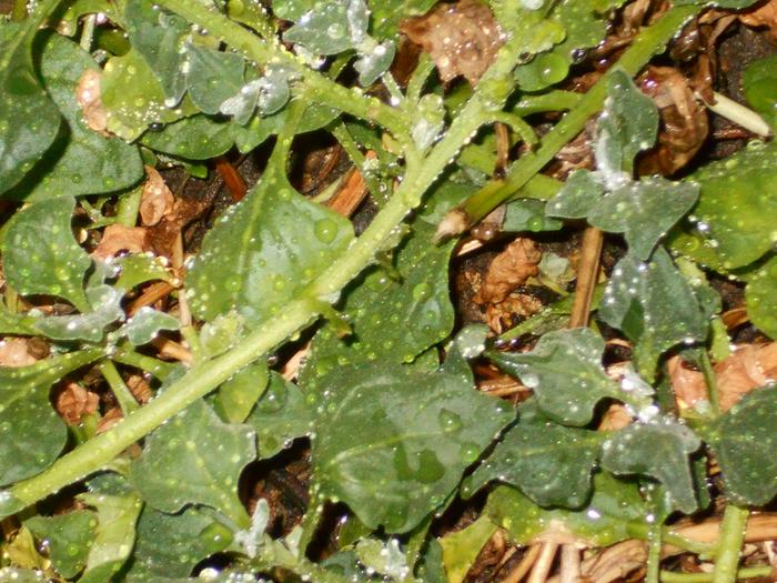 close up of vine that the leaves were harvested showing seed at each leaf node