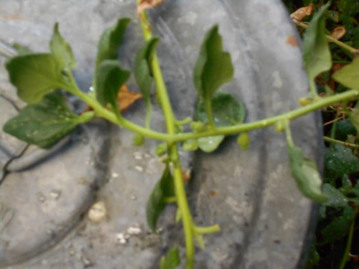 unharvested vine crossing harvested one close up.