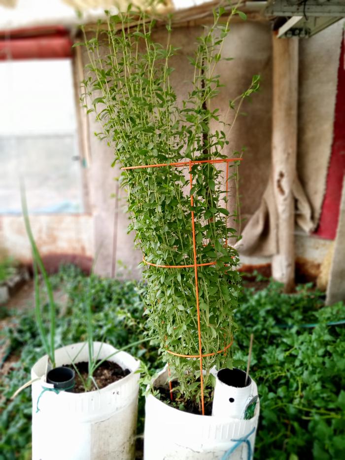 Wicking barrels that get moved inand out of greenhouse.