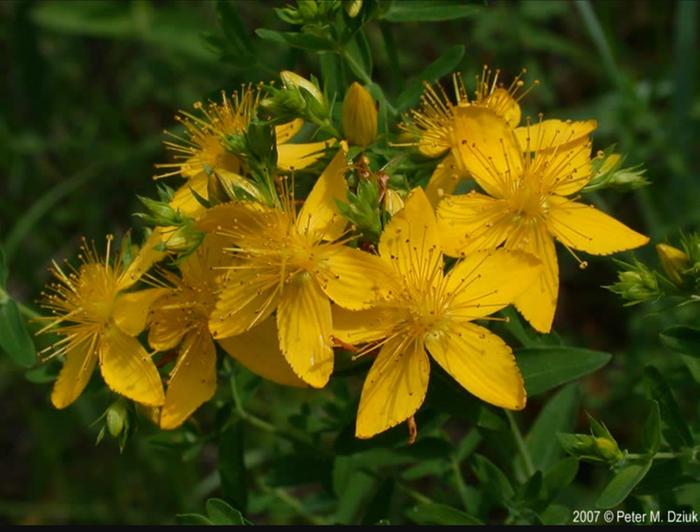 Hypericum Perforatum blossom closeup