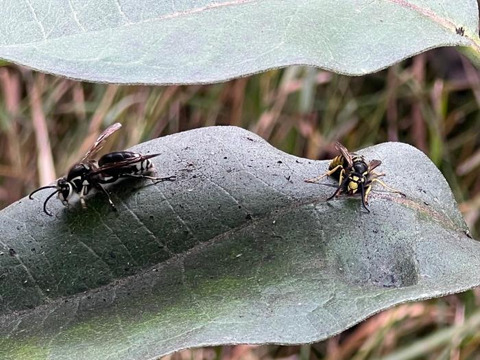 vespids on milkweed